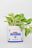 Ceramic Planter, Sugar Jar