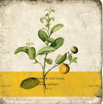 Coasters | Lemon Botanical