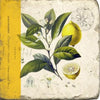 Coasters | Lemon Botanical