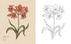 Coloring Book | Floriography