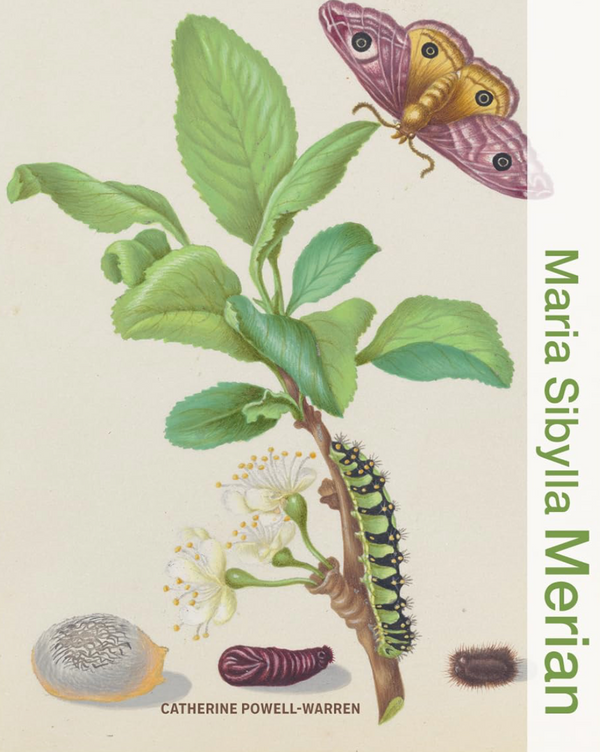 Maria Sibylla Merian (Illuminating Women Artists)