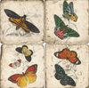Coasters | Butterflies