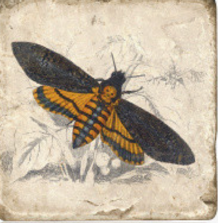 Coasters | Butterflies