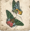 Coasters | Butterflies