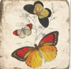 Coasters | Butterflies