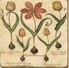 Coasters | Tulips