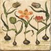Coasters | Tulips