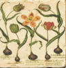 Coasters | Tulips