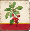 Coasters | Cherries