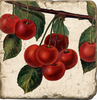 Coasters | Cherries
