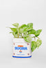 Ceramic Planter, Sugar Jar