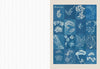 The Collage Compendium: 2,000 Images to Cut Out & Collage