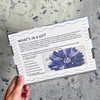 Bachelor Button (5") - DIY Embroidery Kit