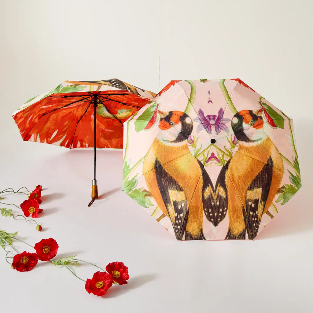 Umbrella | Maria Sybilla Marian