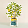 Lemon Tree Paper Plant